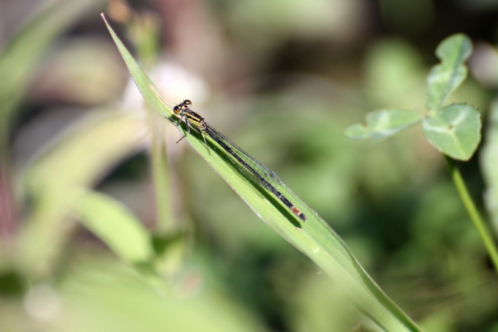Ischnura elegans:  maschi e femmine